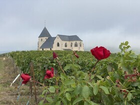 4-day bike tour in Champagne from Reims to Epernay